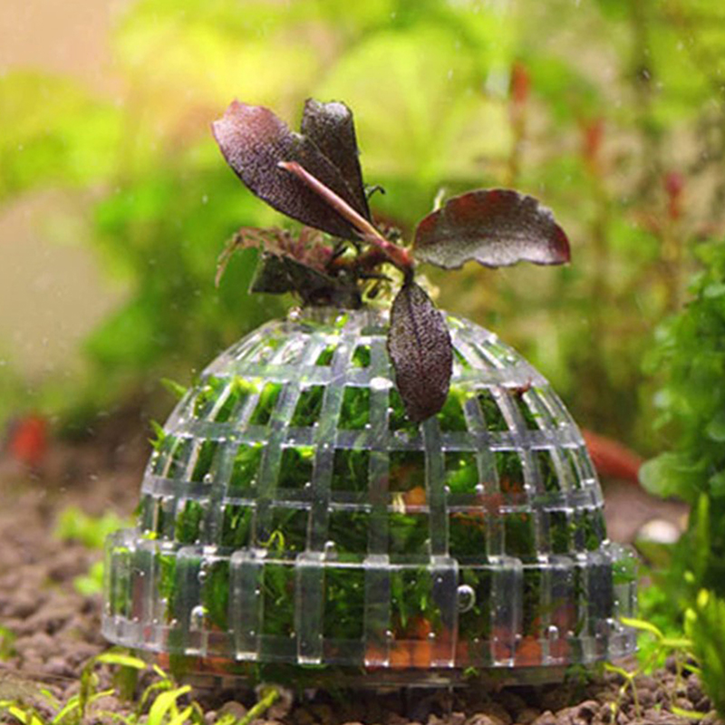 Hete Aanbieding Aquariumdecora - Aquarium Plants For Sale recensie en prijs